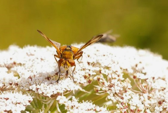 giallo con banda nera: Ectophasia crassipennis (Tachinidae), ♂